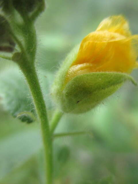 Imagem de Abutilon bivalve