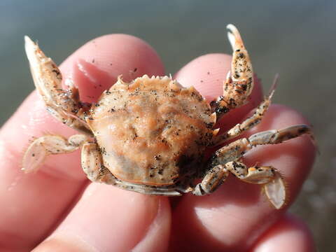 Image of Nectocarcinus antarcticus (Hombron & Jacquinot 1846)