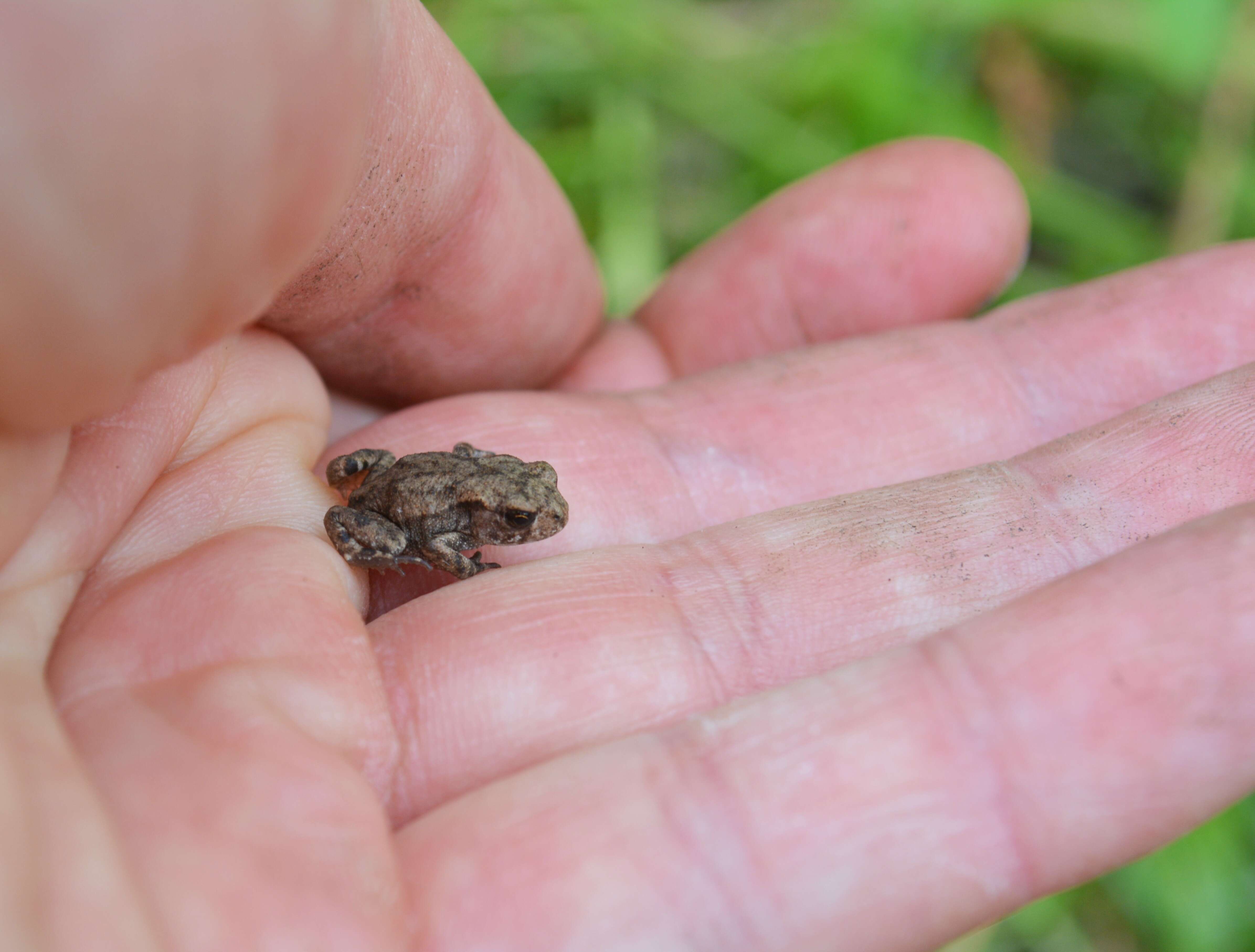 Image of Common Toad