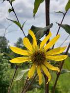 Image de Helianthus resinosus Small