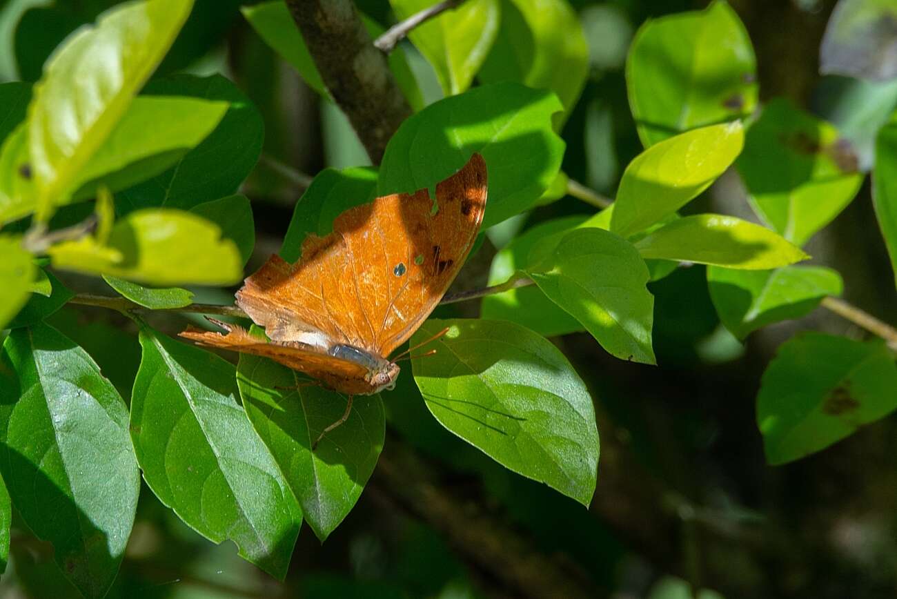 Zaretis strigosus resmi