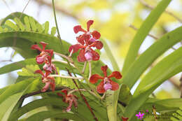 Imagem de Vanda perplexa Motes & D. L. Roberts