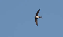 Image of Alpine swift