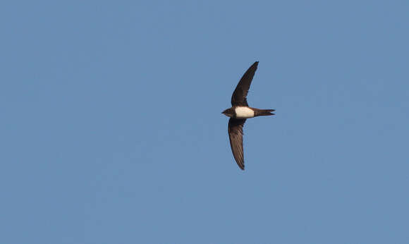 Image of Alpine swift