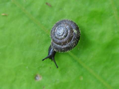 Image of Hairy Snail