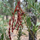 Acacia semilunata Maiden & Blakely resmi