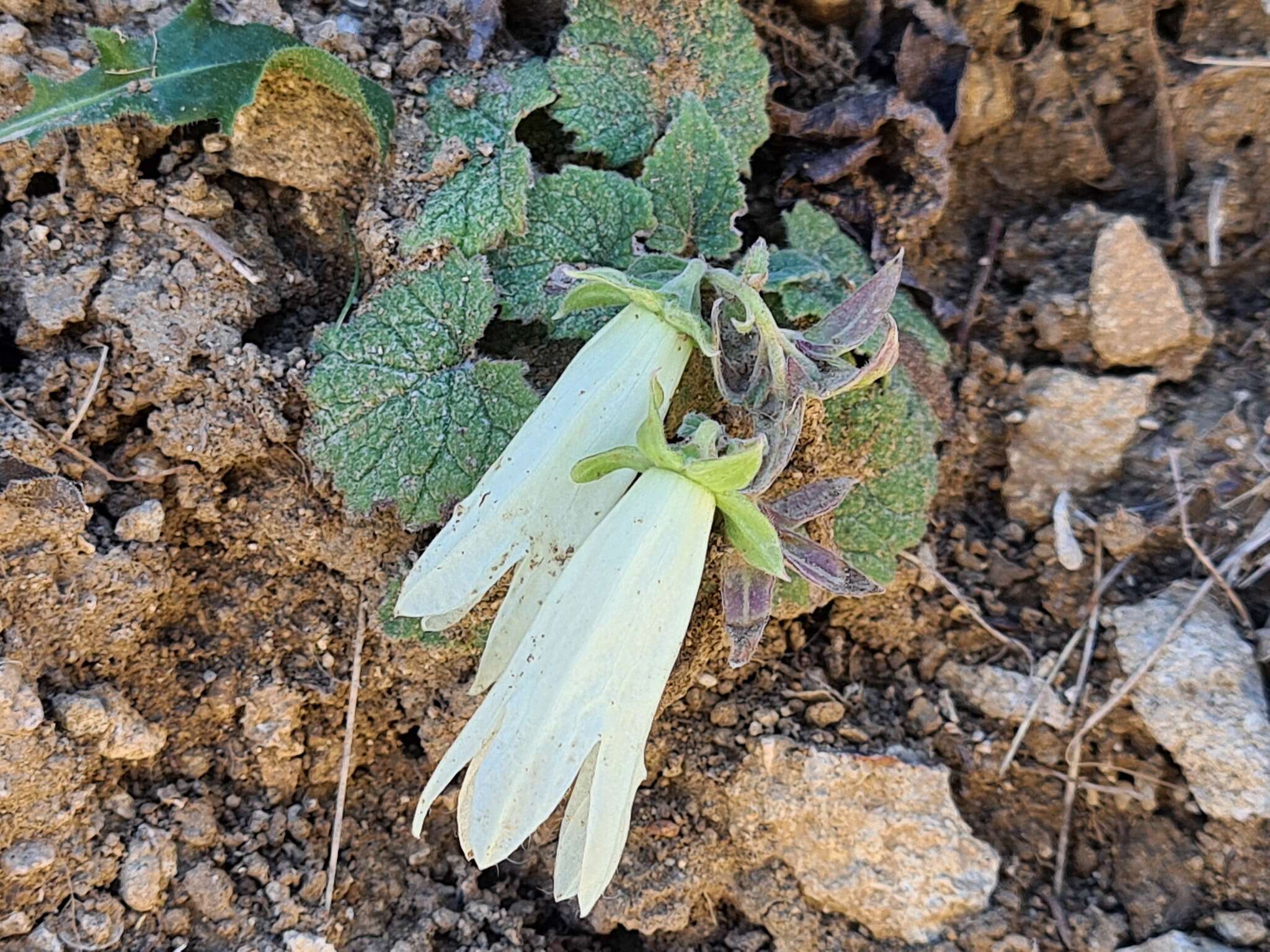 Image of Campanula alliariifolia Willd.