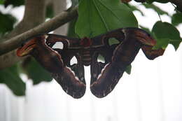 Image de Attacus atlas (Linnaeus 1758)