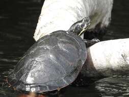 Image of American Red-bellied Turtle