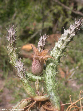 Image of Ceropegia decaryana Bruyns