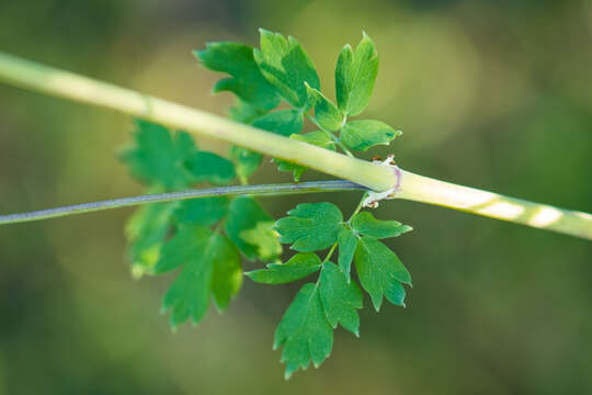 Image of Fendler's meadow-rue