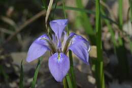 Plancia ëd Iris unguicularis Poir.