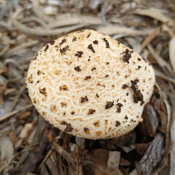 Plancia ëd Saproamanita nauseosa (Wakef.) Redhead, Vizzini, Drehmel & Contu 2016