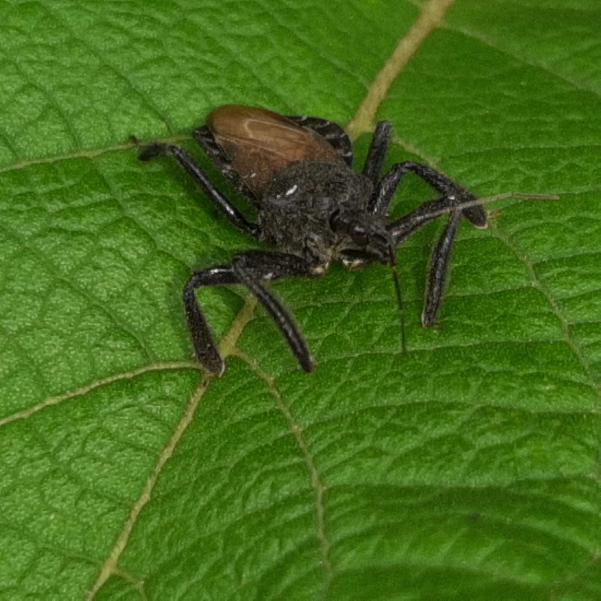 Plancia ëd Apiomerus subpiceus Stål 1862