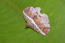 Image of Eugnathia diagonalis Hampson 1910