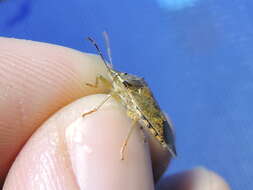 Image of Spined Soldier Bug