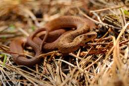Image of Mexican Brown Snake
