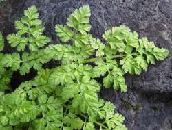 Image of bur chervil