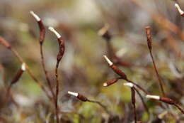 Image of great hairy screw-moss