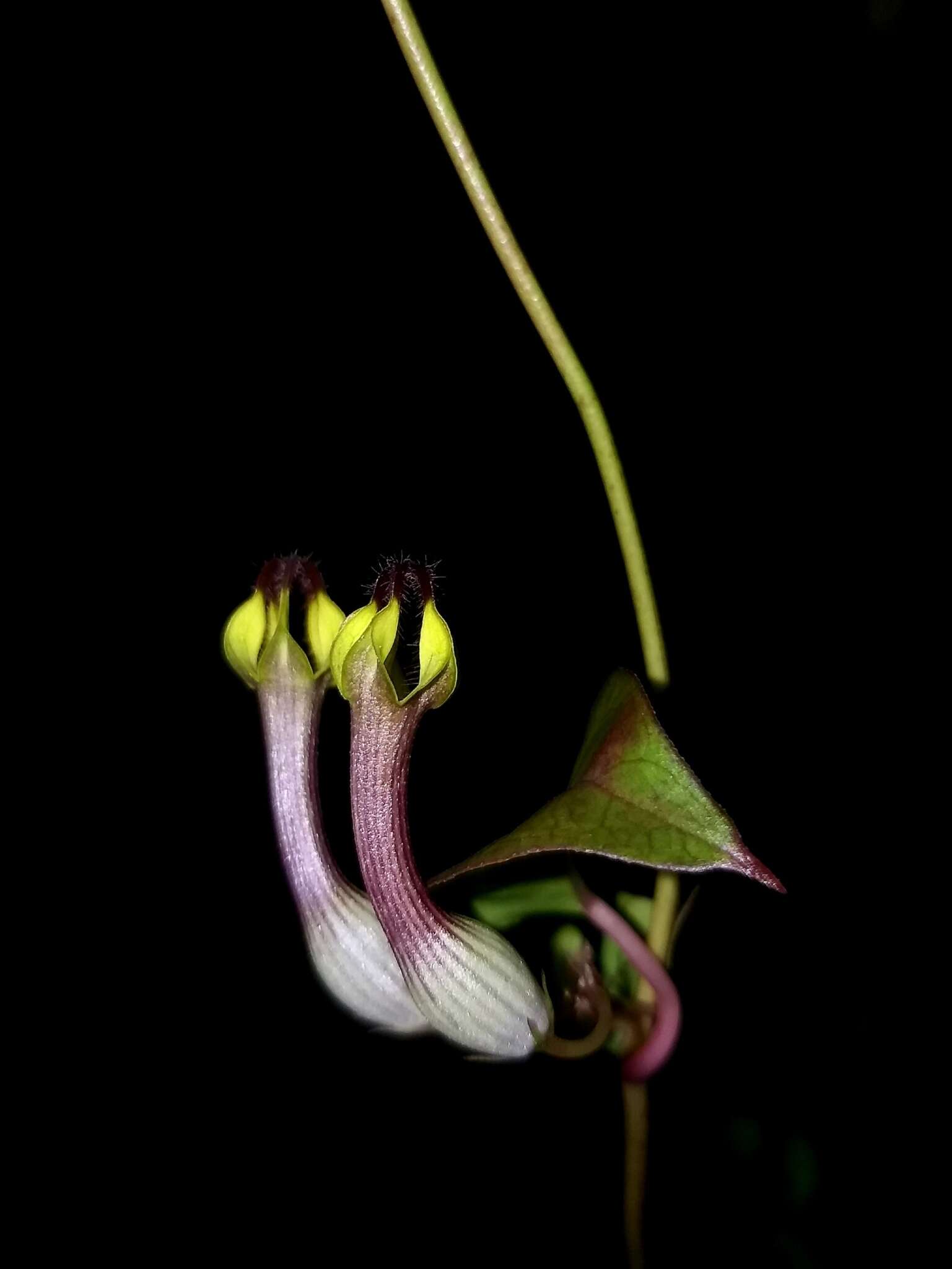 Image de Ceropegia candelabrum L.