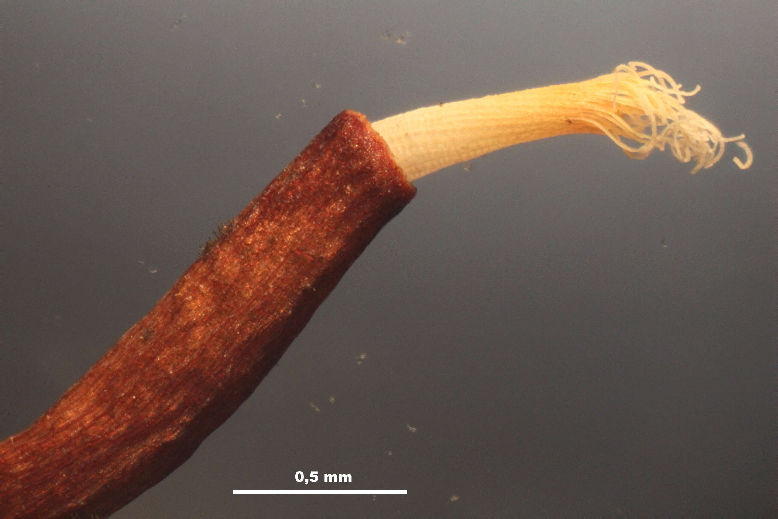 Plancia ëd Syntrichia ruralis Weber & D. Mohr 1803