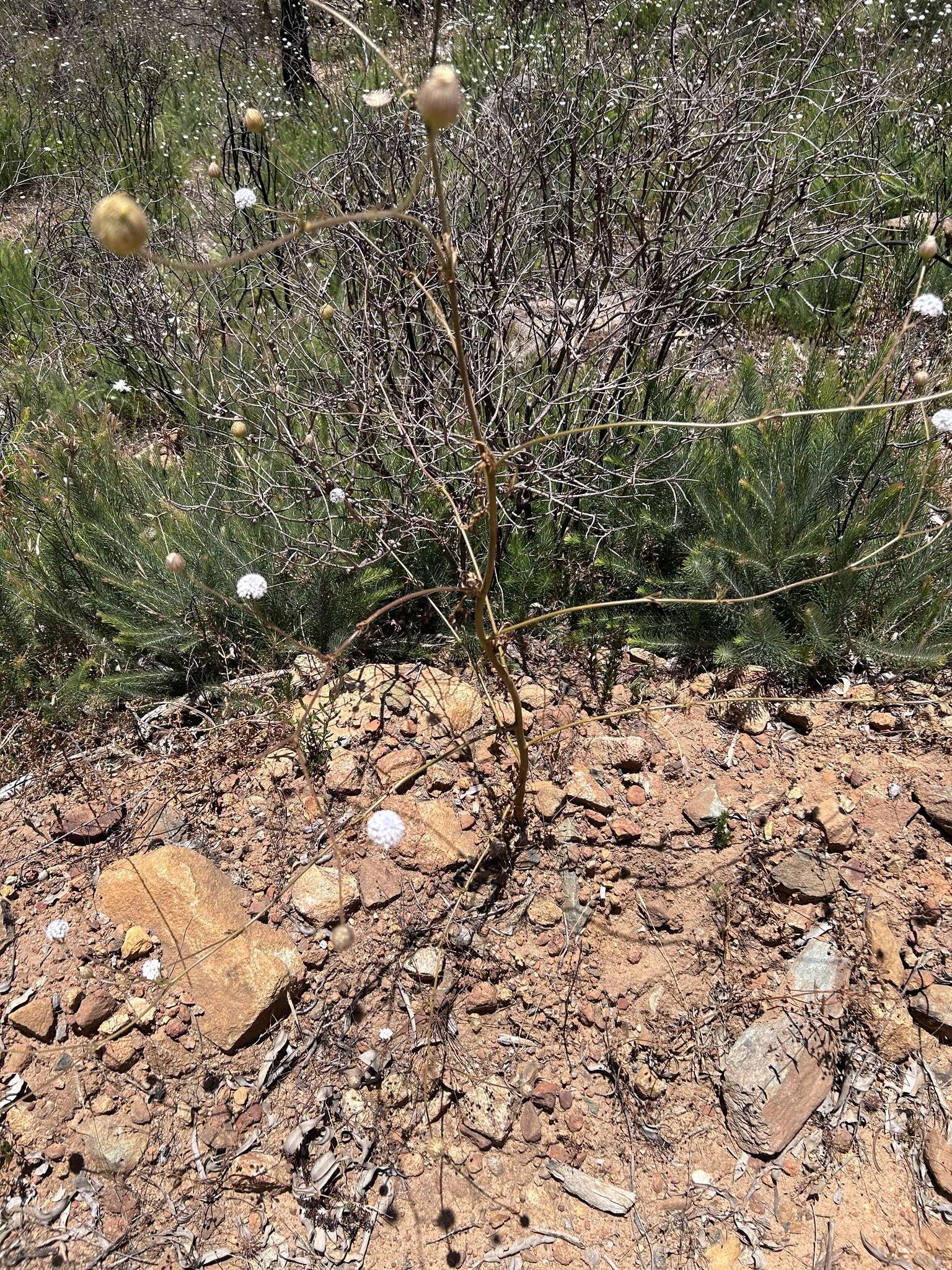 Image of Trachymene coerulea R. Grah.