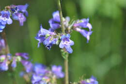 Image of finetooth beardtongue