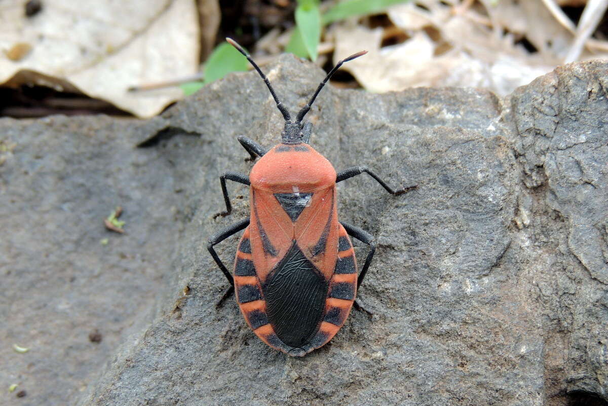 صورة Brachytes bicolor Westwood 1842