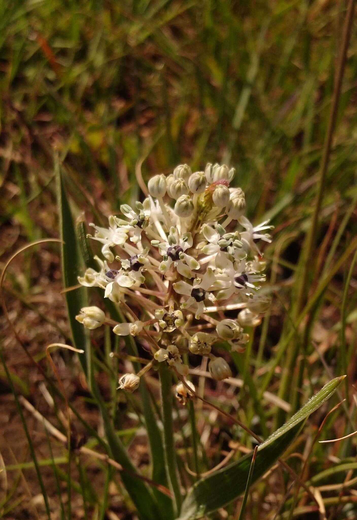 Слика од Schizocarphus