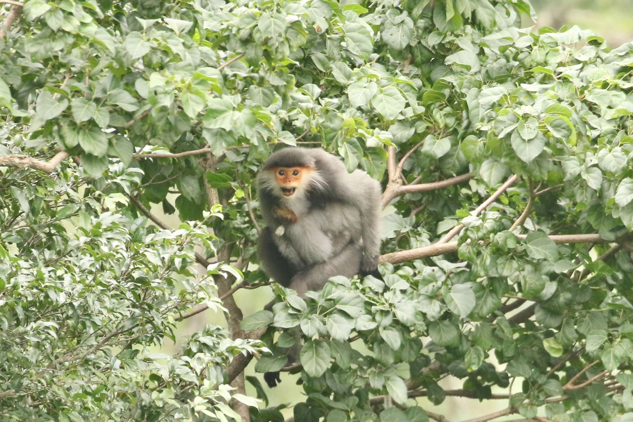 Image of Gray-shanked Douc Langur