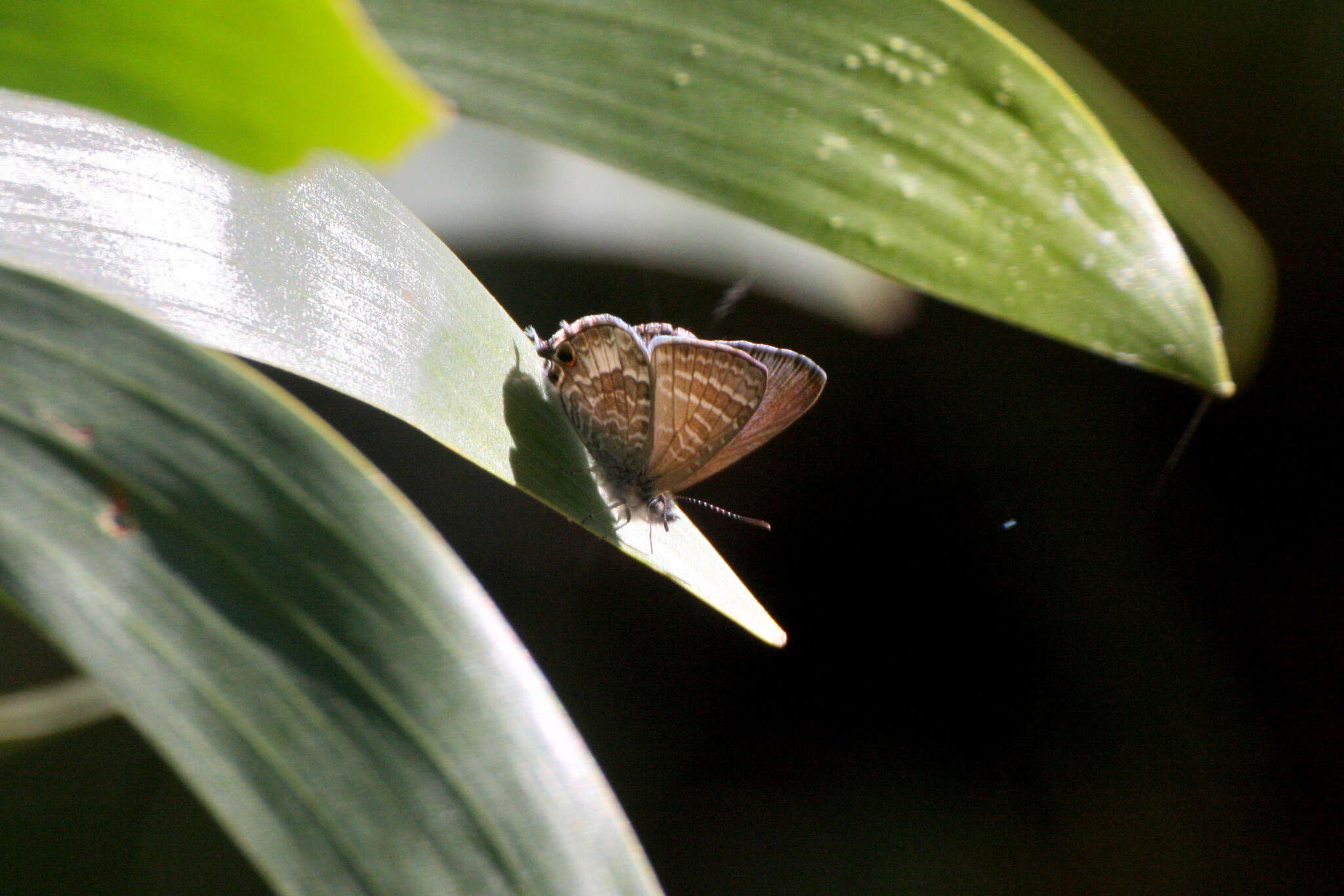 صورة Theclinesthes onycha (Hewitson 1865)