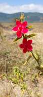 Imagem de Hibiscus aponeurus Sprague & Hutchinson