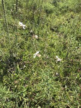 Imagem de Oenothera lindheimeri (Engelm. & A. Gray) W. L. Wagner & Hoch