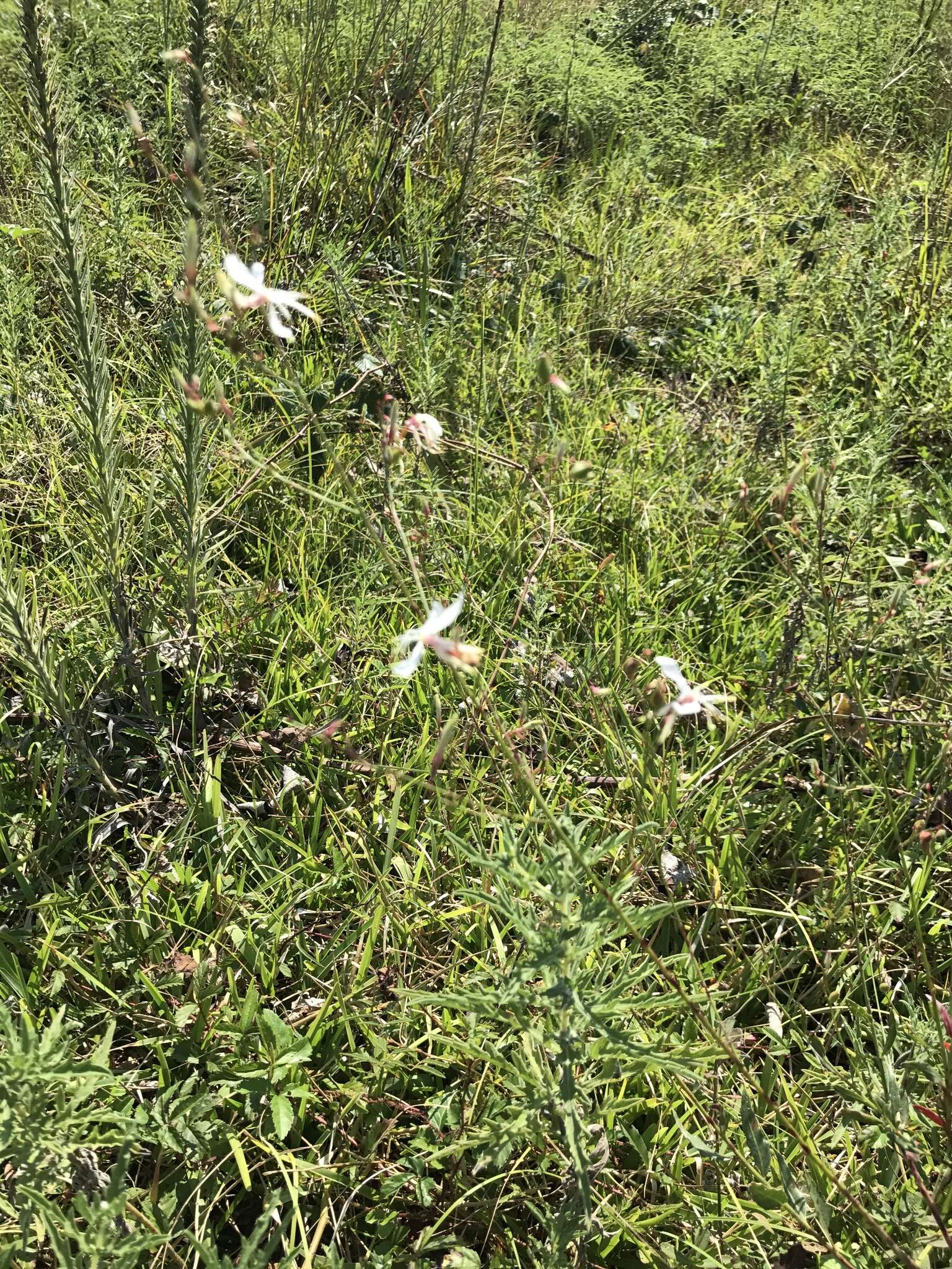 Imagem de Oenothera lindheimeri (Engelm. & A. Gray) W. L. Wagner & Hoch