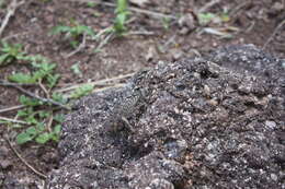 Image of Balsas Armed Lizard