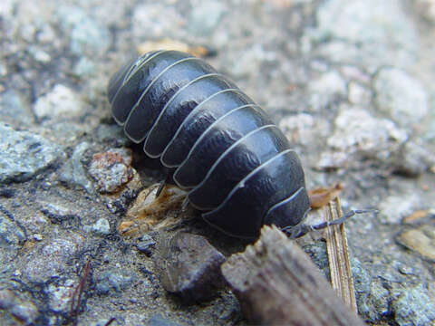 Image of Pill woodlouse