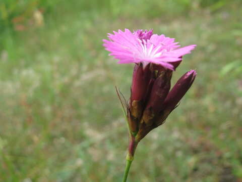 Image of carthusian pink