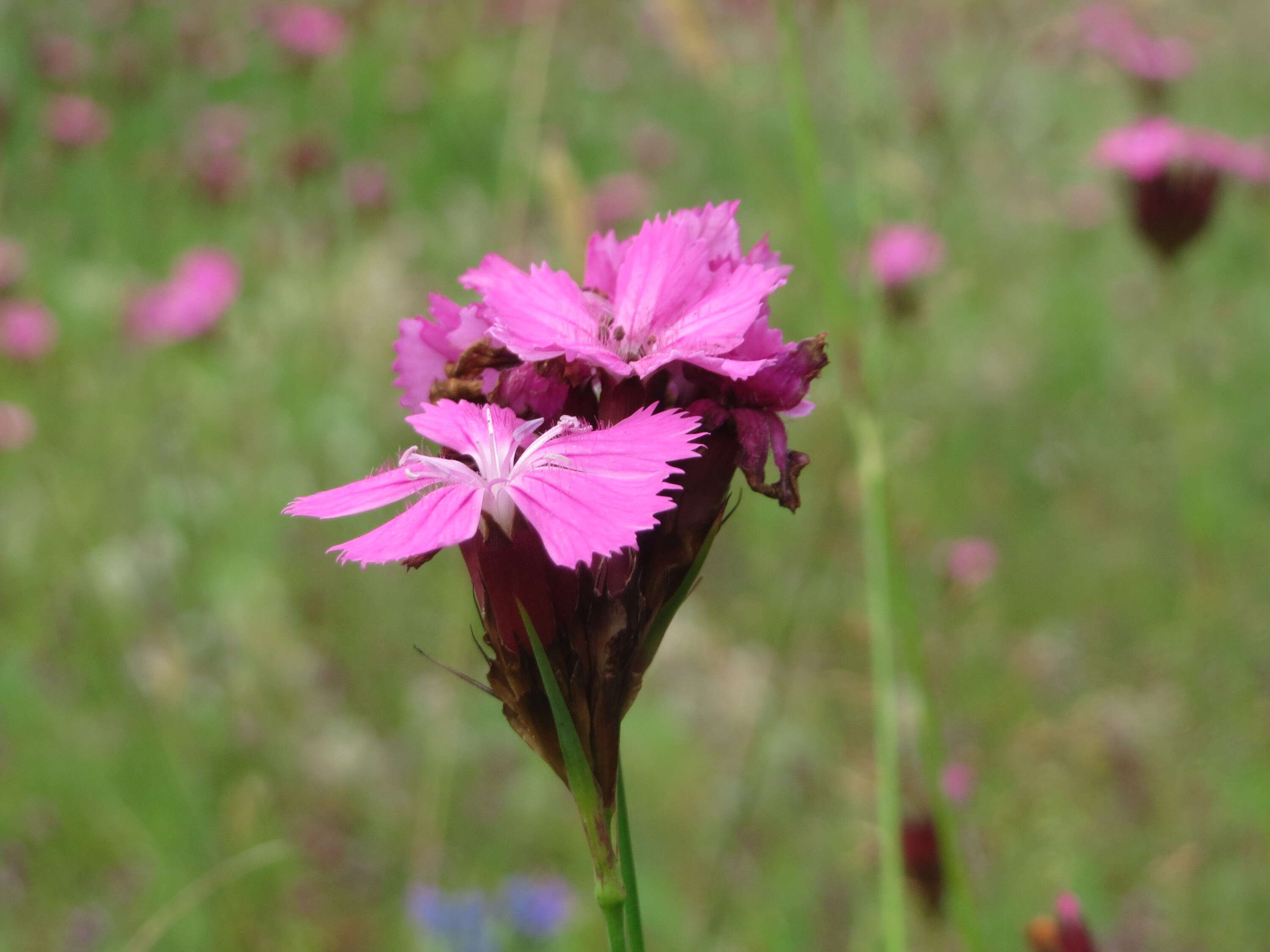 Image of carthusian pink