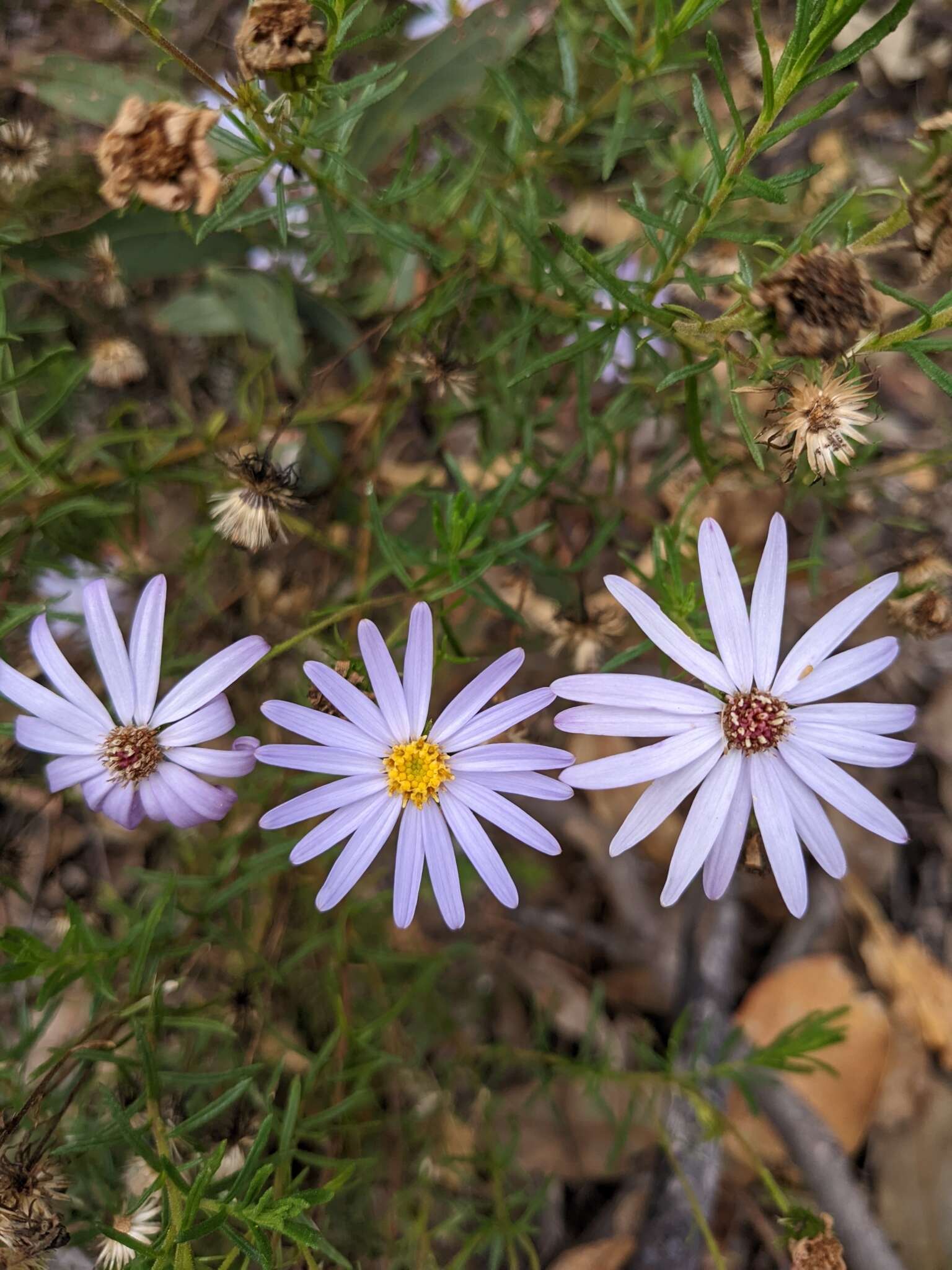 Olearia tenuifolia (DC.) Benth. resmi