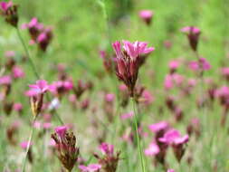 Image of carthusian pink