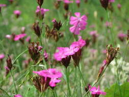 Image of carthusian pink