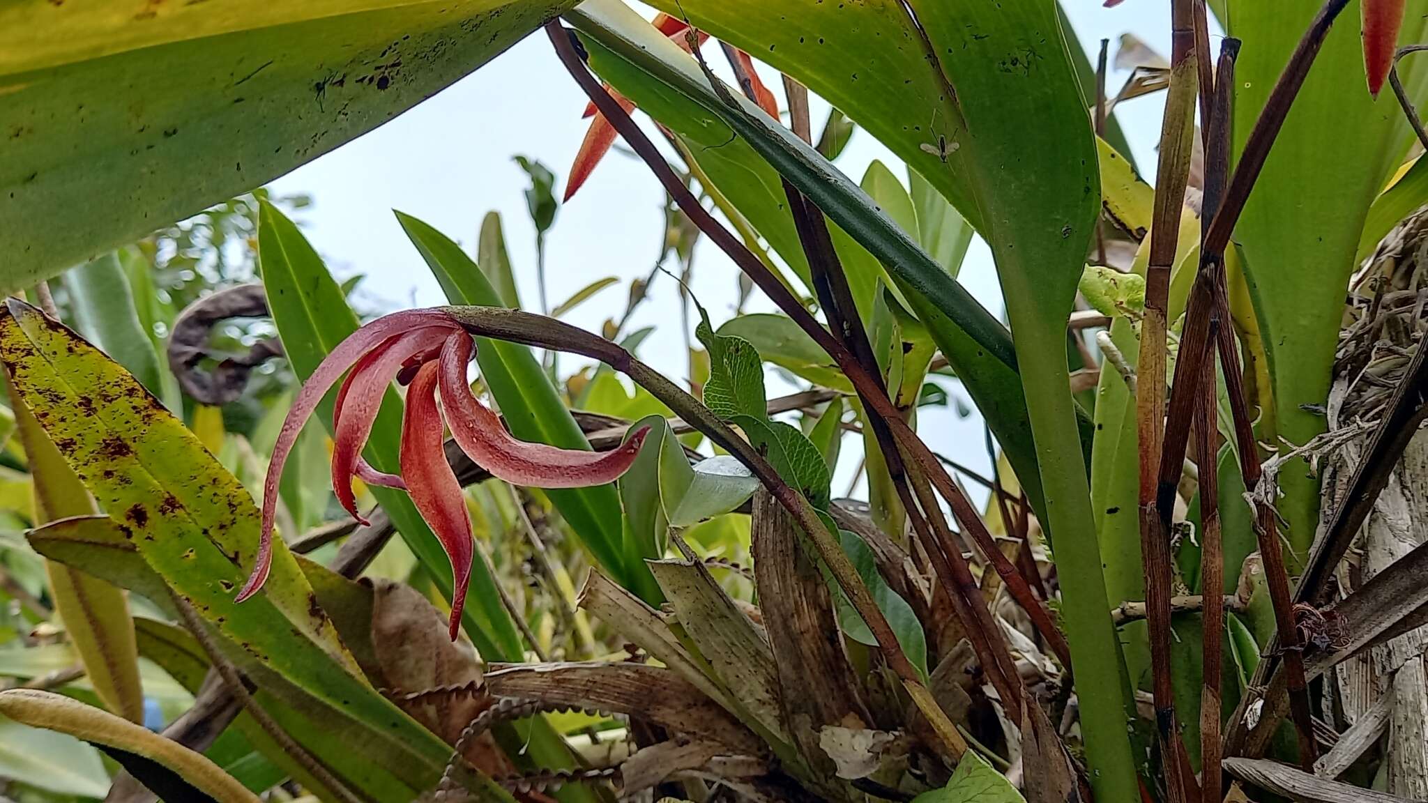 Imagem de Maxillaria colorata Rchb. fil.