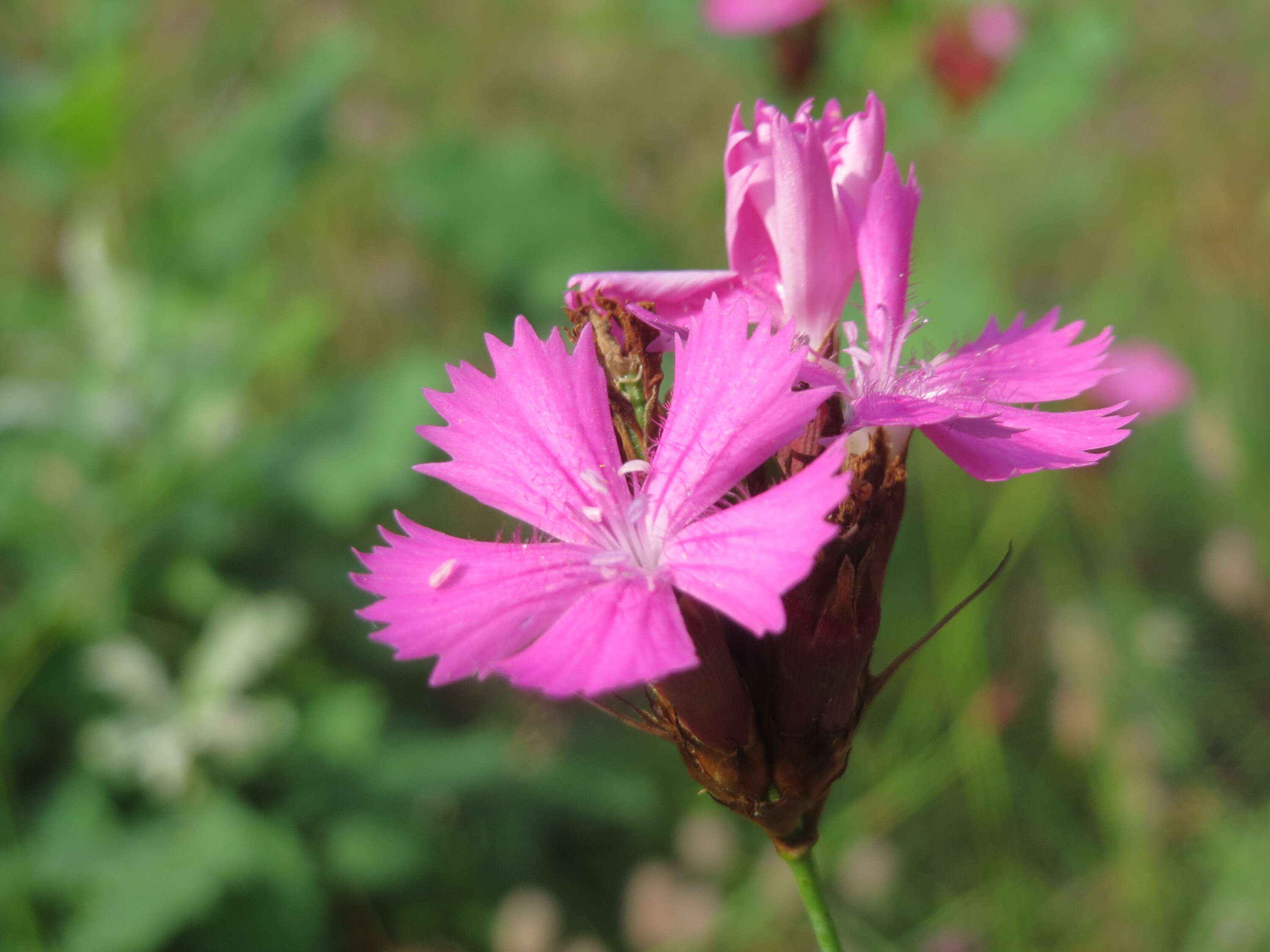 Image of carthusian pink