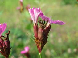 Image of carthusian pink