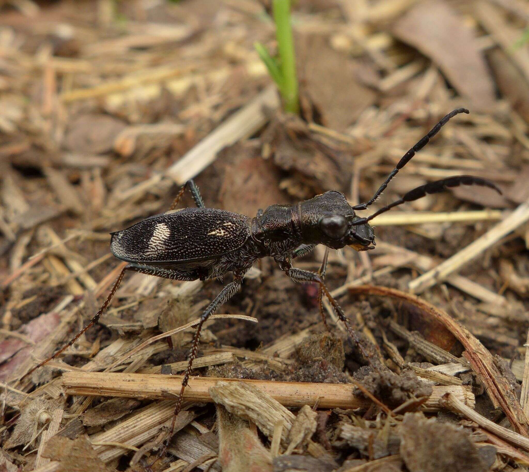 Image of Dromica (Dromica) egregia (Germar 1843)