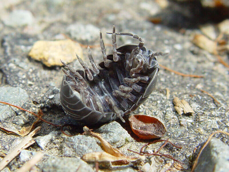 Image of Pill woodlouse