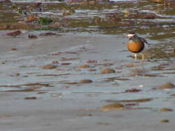 Image of Rufous-chested Dotterel