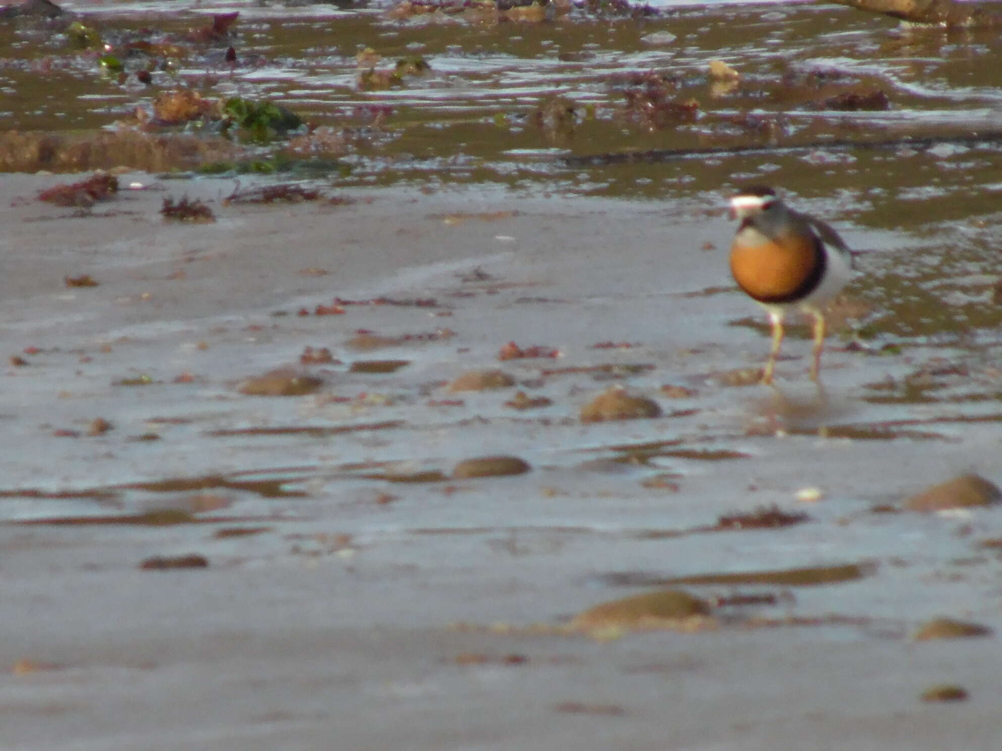 Image of Rufous-chested Dotterel