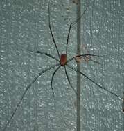 Image of Golden Harvestman