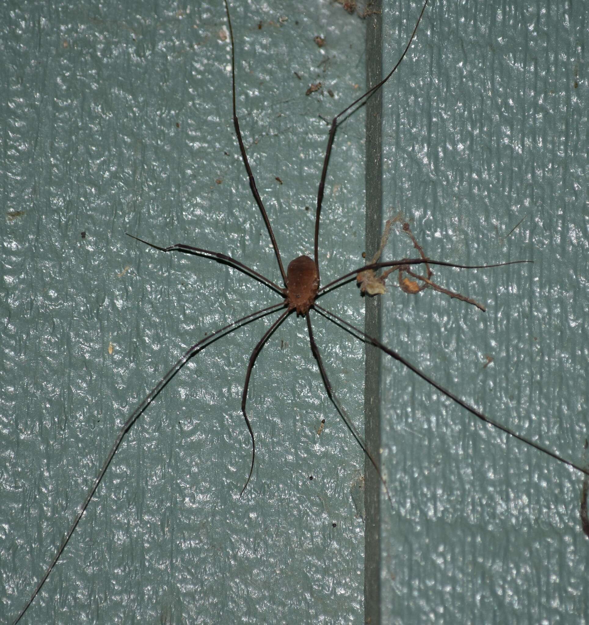 Image of Golden Harvestman